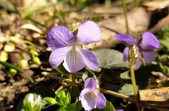 Viola rupestris