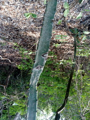 Acanthocereus tetragonus