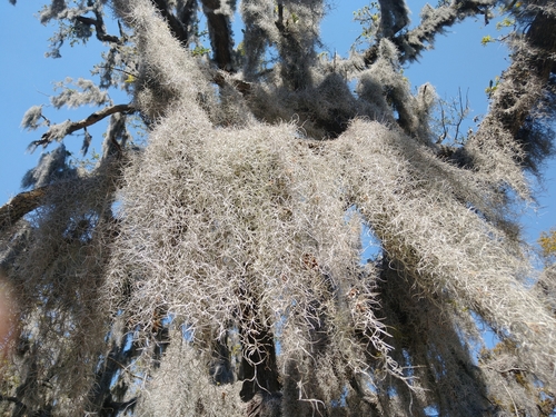 Tillandsia usneoides
