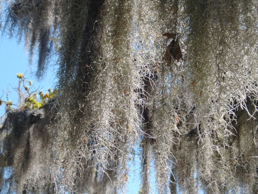 Fille de l'air (mousse espagnole) (Tillandsia usneoides)