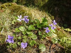 Viola × bavarica