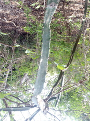 Acanthocereus tetragonus