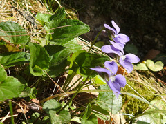 Viola × bavarica