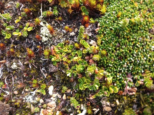 Image of Viola tridentata by (c) Pablo, some rights reserved (CC BY)