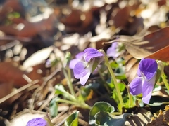 Viola rupestris