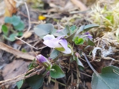 Viola rupestris