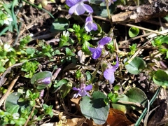 Viola rupestris