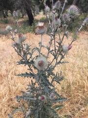 Cirsium occidentale