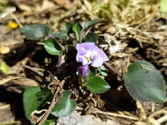 Viola rupestris
