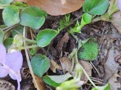 Viola rupestris
