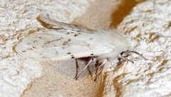 Spilosoma dubia