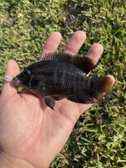 Cichlasoma bimaculatum