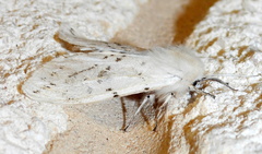 Spilosoma dubia