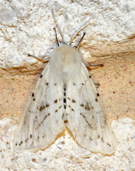 Spilosoma dubia
