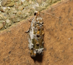Proteoteras naracana