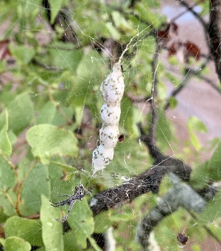 Tropical Tent-web Spider