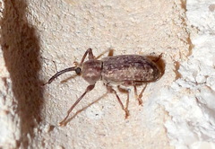 Dorytomus mucidus