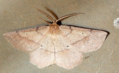 Euchlaena marginaria