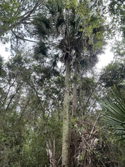 Sabal palmetto