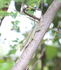 Anolis chlorocyanus