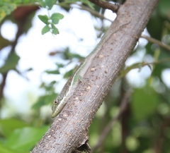 Anolis chlorocyanus