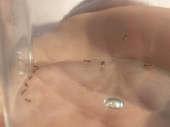 Linepithema humile