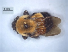 Bombus affinis