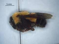 Bombus affinis