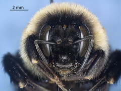 Bombus affinis