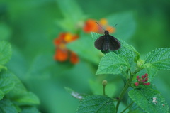 Miltomiges cinnamomea