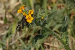 Thevenetimyia tridentata