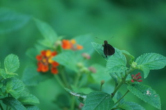 Miltomiges cinnamomea