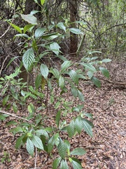 Psychotria nervosa
