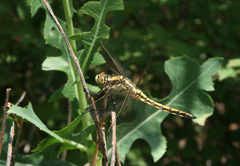 Orthetrum cancellatum