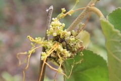 Cuscuta americana