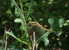 Orthetrum cancellatum