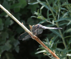 Orthetrum albistylum
