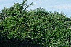 Bridelia micrantha