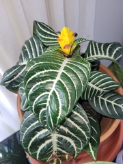 Aphelandra squarrosa