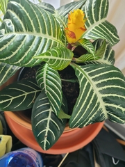 Aphelandra squarrosa