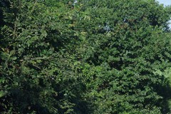 Bridelia micrantha