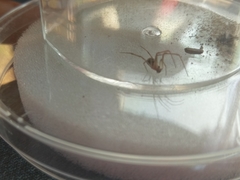 Araneae