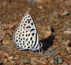 Tarucus sybaris linearis