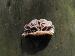 Auricularia brasiliana
