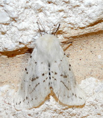 Spilosoma dubia