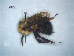 Bombus bimaculatus