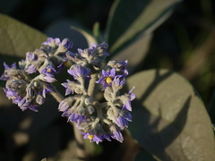 Solanum mauritianum