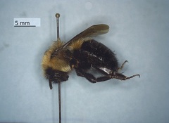 Bombus bimaculatus