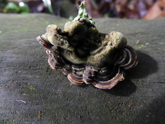 Auricularia brasiliana