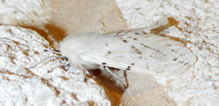 Spilosoma dubia